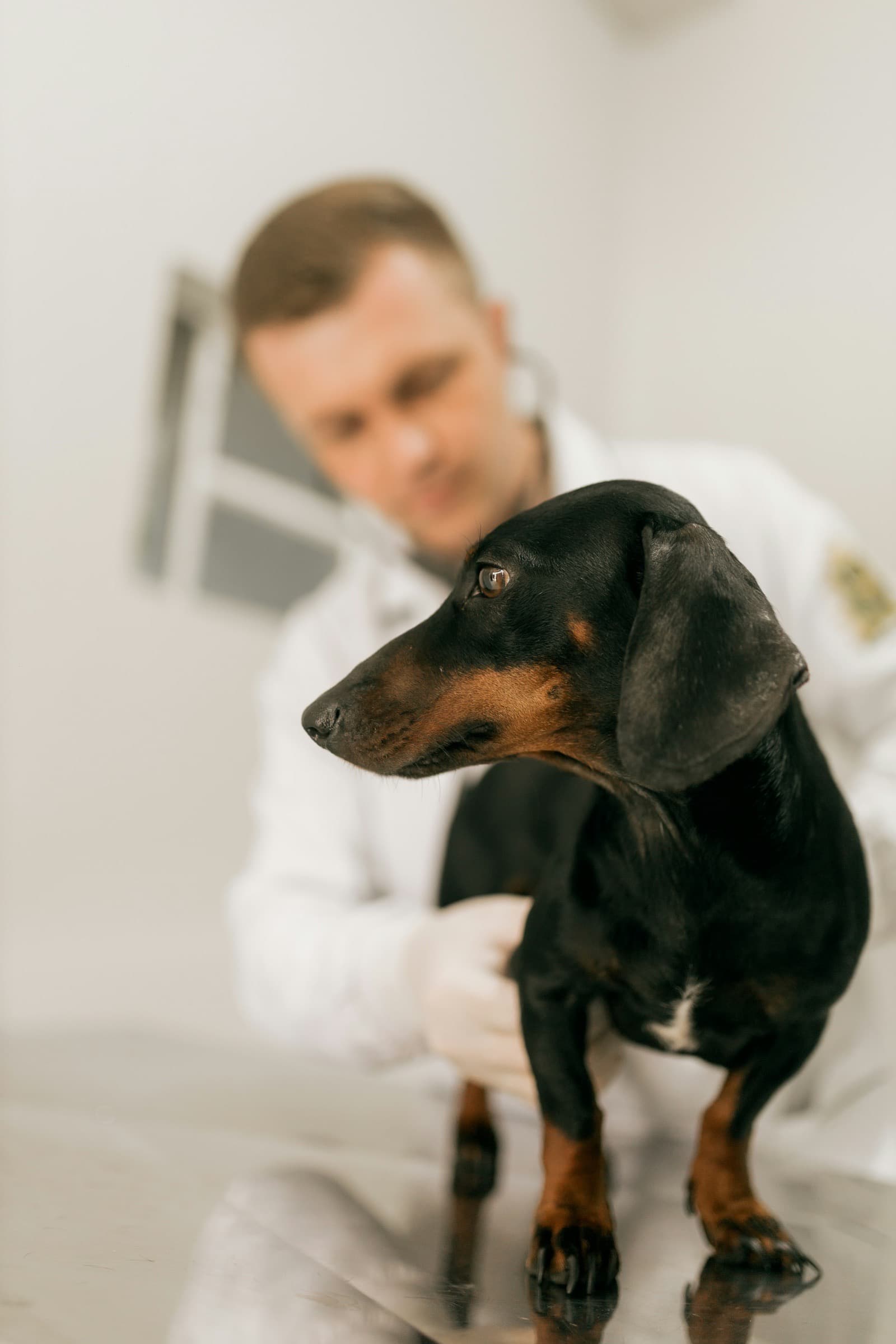 Hvad gør du, hvis din hund bider nogen?
