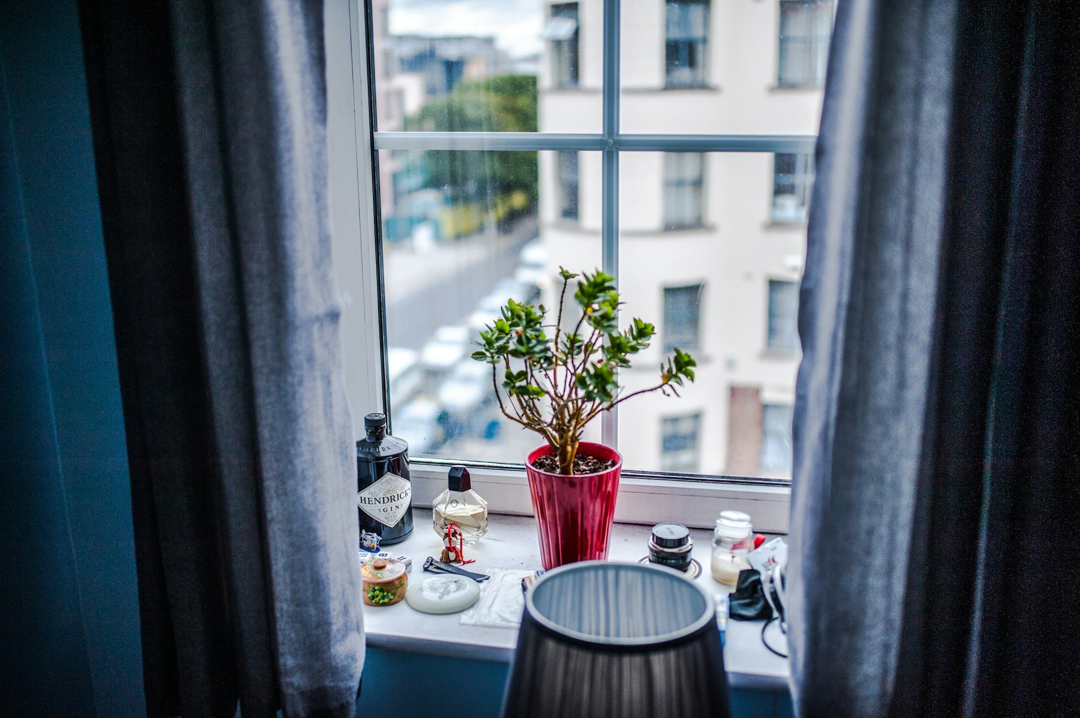 Plante ved vindueskrog i hjemmet